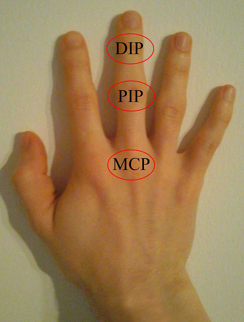 DIP PIP and MCP Joints of Hand